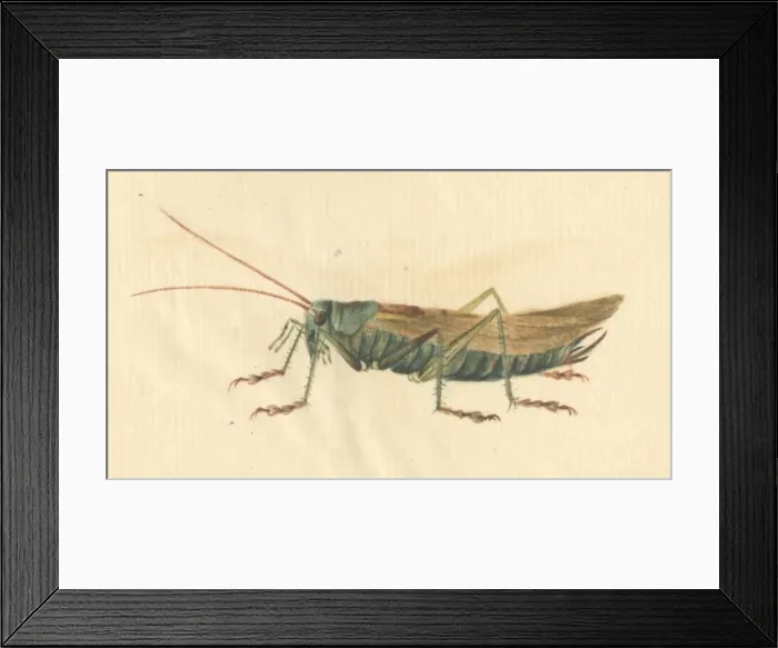 Framed Print : English Insects illustration by James Barbut Framed Print : English Insects illustration by James Barbut