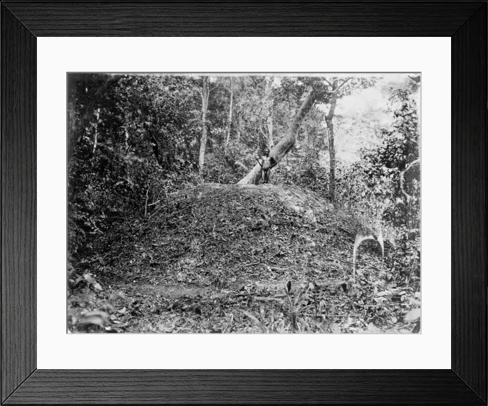 Framed Print : Nest of Megapodins, Cape York Framed Print : Nest of Megapodins, Cape York