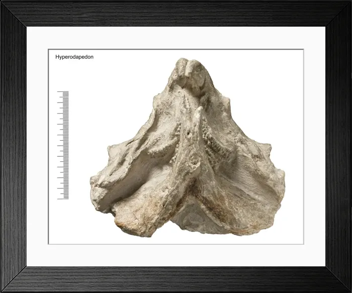 Framed Print : Hyperodapedon Framed Print : Hyperodapedon