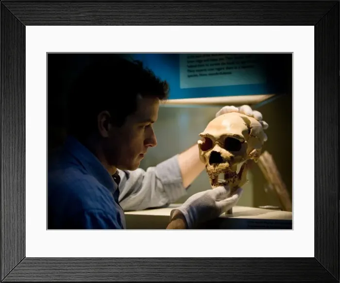 Framed Print : Homo neanderthalensis, neanderthal man Framed Print : Homo neanderthalensis, neanderthal man