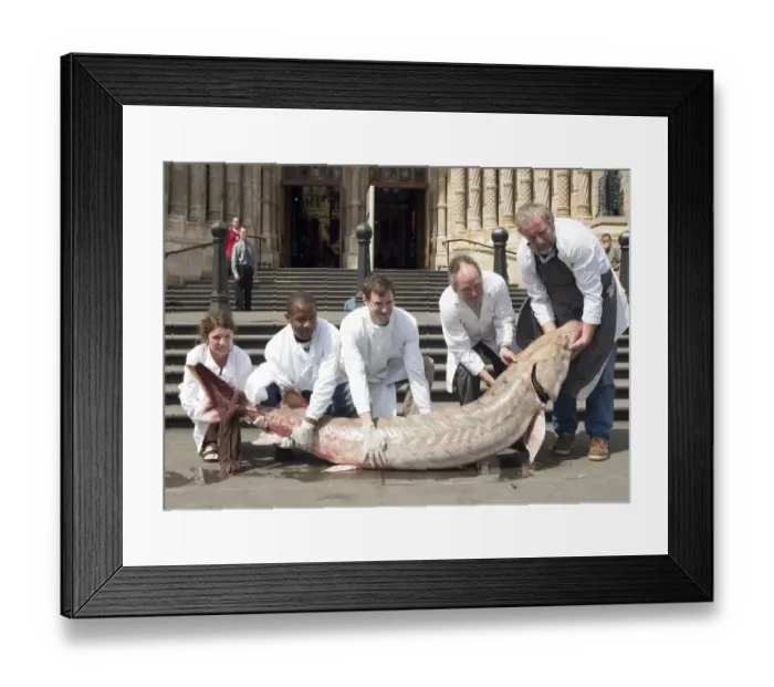 Framed Print : Acipenser sp. sturgeon Framed Print : Acipenser sp. sturgeon