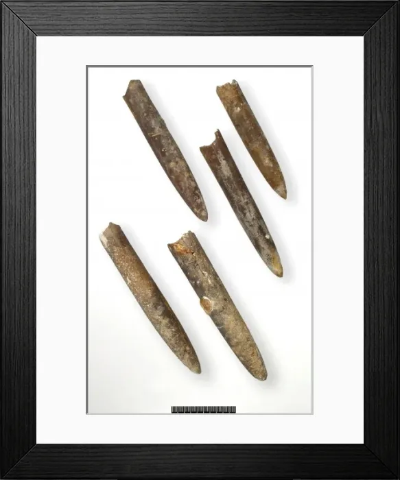 Framed Print : Belemnitella minor, belemnites Framed Print : Belemnitella minor, belemnites