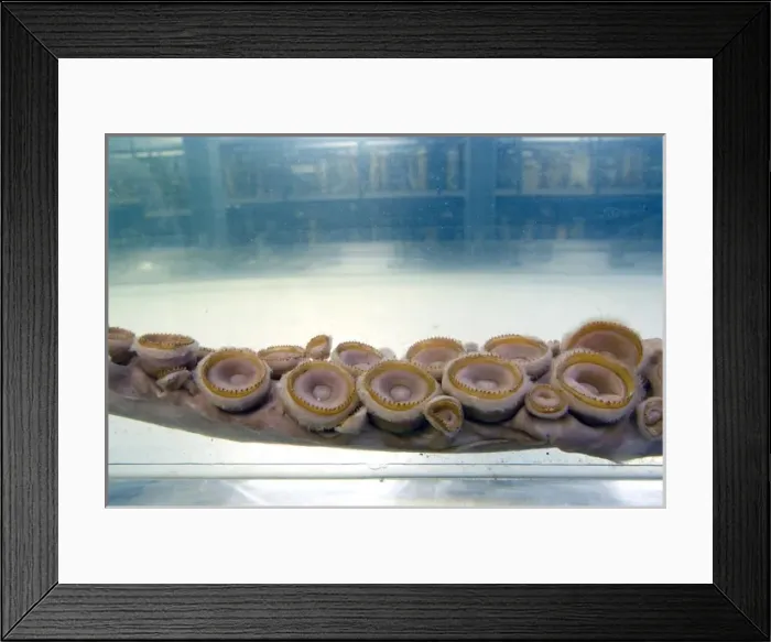 Framed Print : Architeutis dux, giant squid Framed Print : Architeutis dux, giant squid
