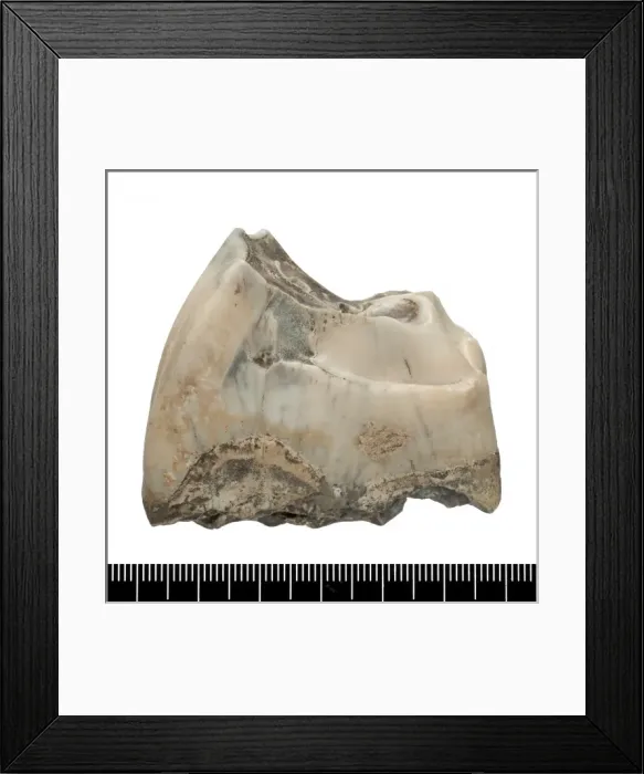 Framed Print : Upper premolar of Stephanorhinus hundsheimensis Framed Print : Upper premolar of Stephanorhinus hundsheimensis