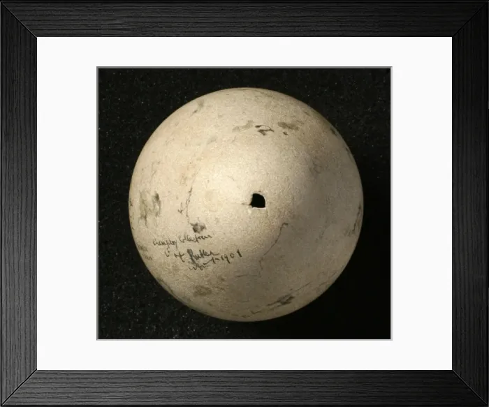 Framed Print : Pinguinus impennis, great auk Framed Print : Pinguinus impennis, great auk