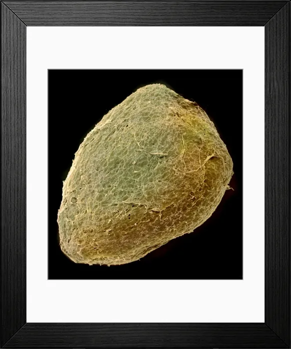 Framed Print : Solanum sp. tomato seed Framed Print : Solanum sp. tomato seed