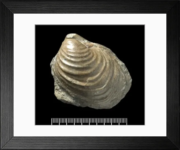 Framed Print : A fossil Cataceramus Framed Print : A fossil Cataceramus