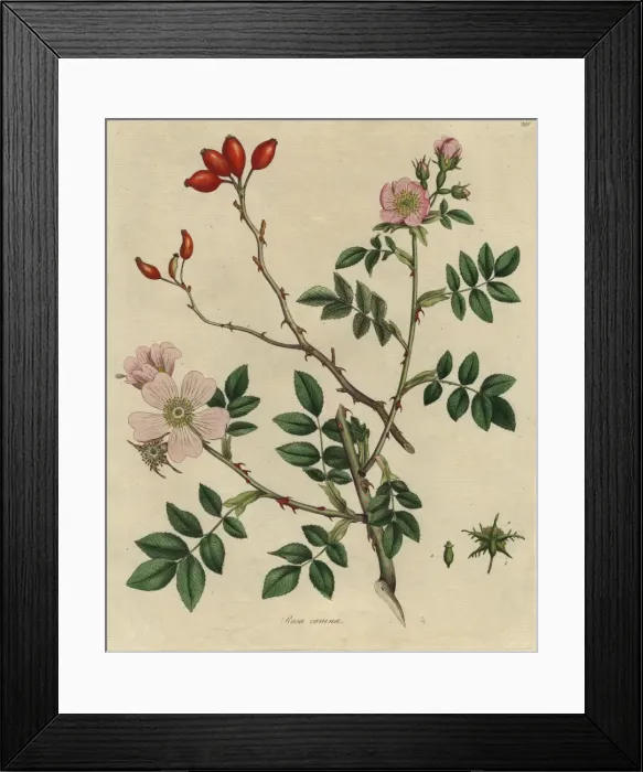 Framed Print : Rosa canina, dog rose Framed Print : Rosa canina, dog rose