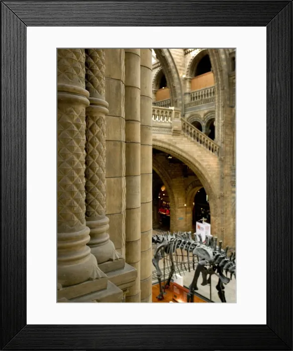Framed Print : Architectural view of main hall at the Natural History Museu Framed Print : Architectural view of main hall at the Natural History Museu