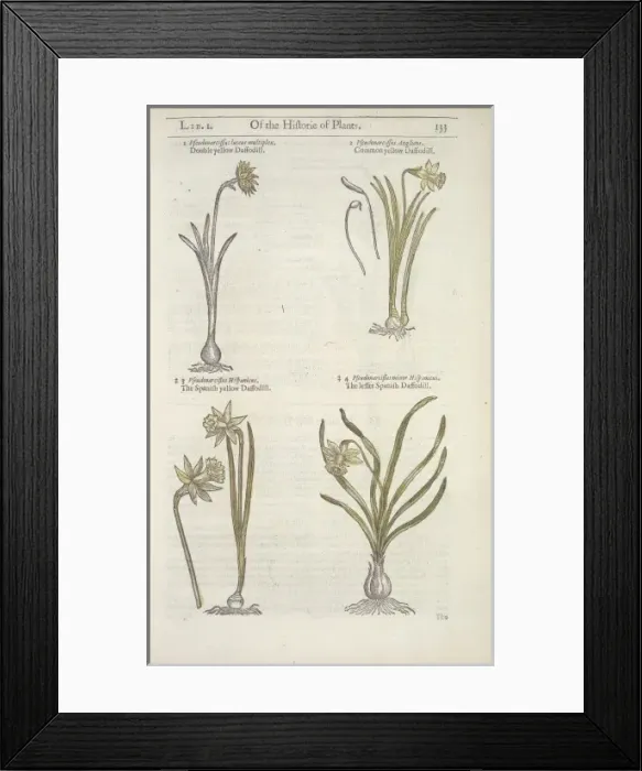 Framed Print : Narcissus sp. daffodil Framed Print : Narcissus sp. daffodil