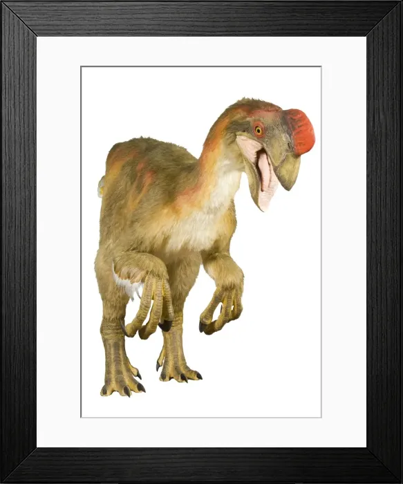 Framed Print : Oviraptor. An animatronic Oviraptor dinosaur made by Kokoro in colabroration Framed Print : Oviraptor. An animatronic Oviraptor dinosaur made by Kokoro in colabroration