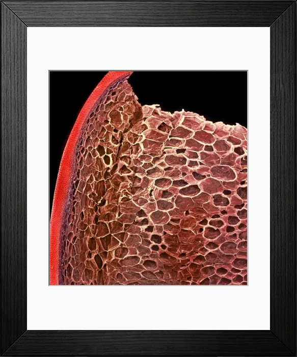 Framed Print : Solanum sp. tomato Framed Print : Solanum sp. tomato