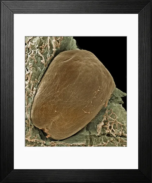 Framed Print : Vitis sp. grape seed Framed Print : Vitis sp. grape seed