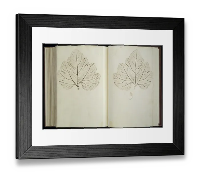 Framed Print : Plant Illustration