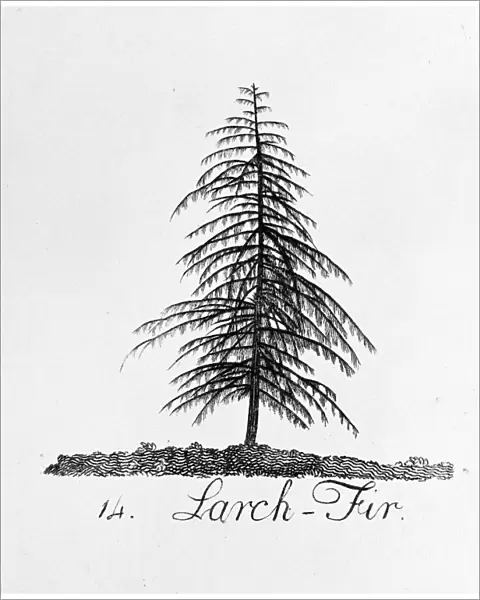 Larch Fir. Plate 14 from The Shape, Skeleton and Foliage of Thirty Two Species of Trees