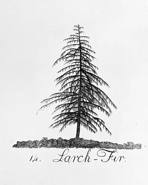 Larch Fir. Plate 14 from The Shape, Skeleton and Foliage of Thirty Two Species of Trees