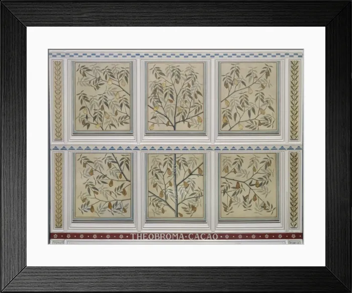 Framed Print : Theobroma cacao, cacao Framed Print : Theobroma cacao, cacao