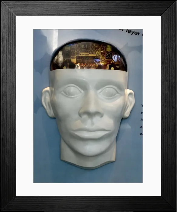 Framed Print : Human Brain Display Framed Print : Human Brain Display