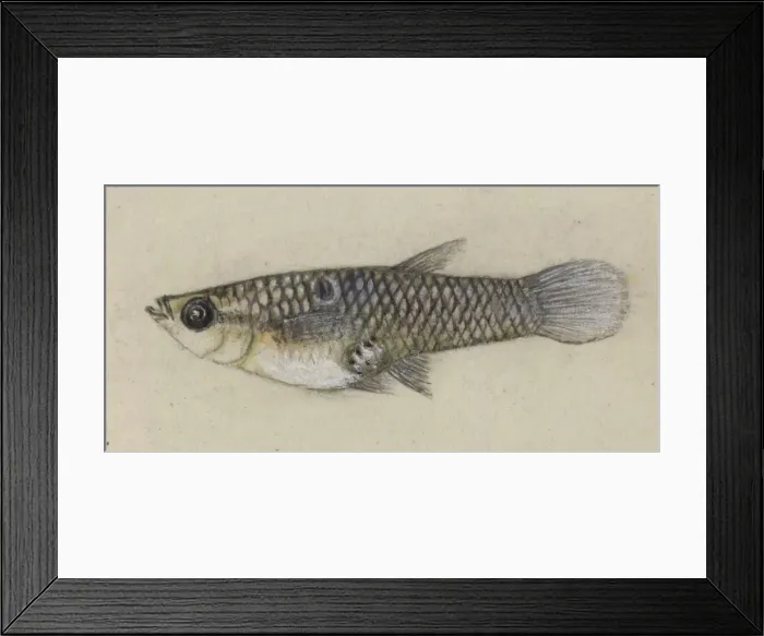 Framed Print : Poeciliidae sp. Guppy Framed Print : Poeciliidae sp. Guppy