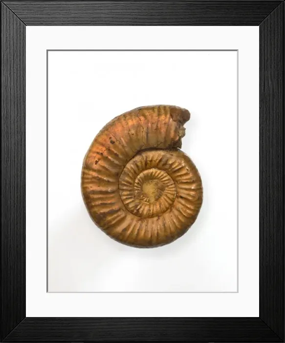 Framed Print : Perisphinctes, ammonite Framed Print : Perisphinctes, ammonite