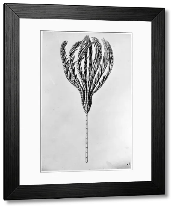 Framed Print : Bathycrinus Aldrichamus, drawn by Wild (1873) Framed Print : Bathycrinus Aldrichamus, drawn by Wild (1873)