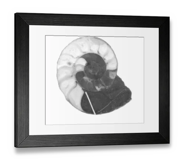 Framed Print : Kosmoclymenia undulata, ammonoid Framed Print : Kosmoclymenia undulata, ammonoid