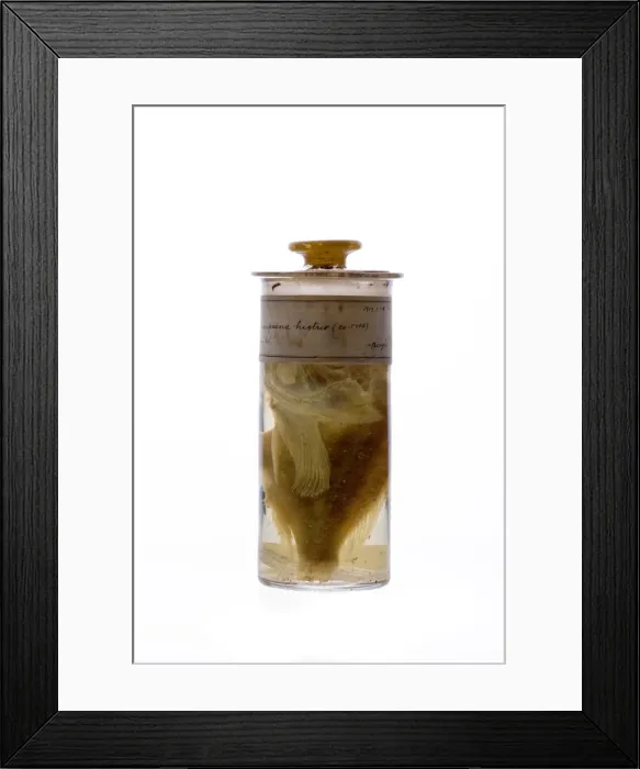 Framed Print : Scorpaena histrio, player scorpionfish Framed Print : Scorpaena histrio, player scorpionfish