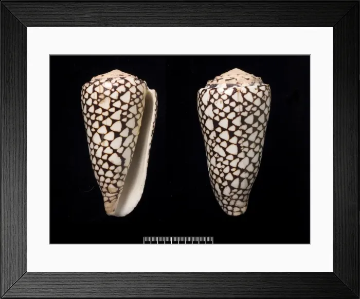 Framed Print : Conus marmoreus, cone shell Framed Print : Conus marmoreus, cone shell