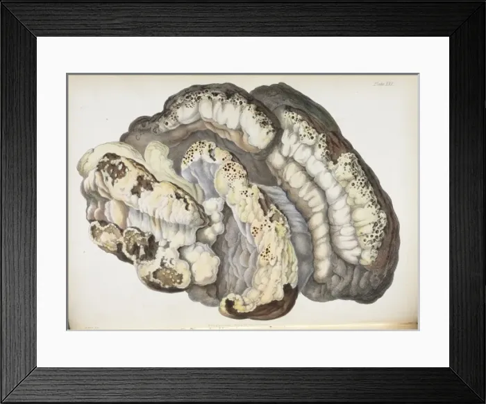 Framed Print : Polyporus dryadeus Framed Print : Polyporus dryadeus