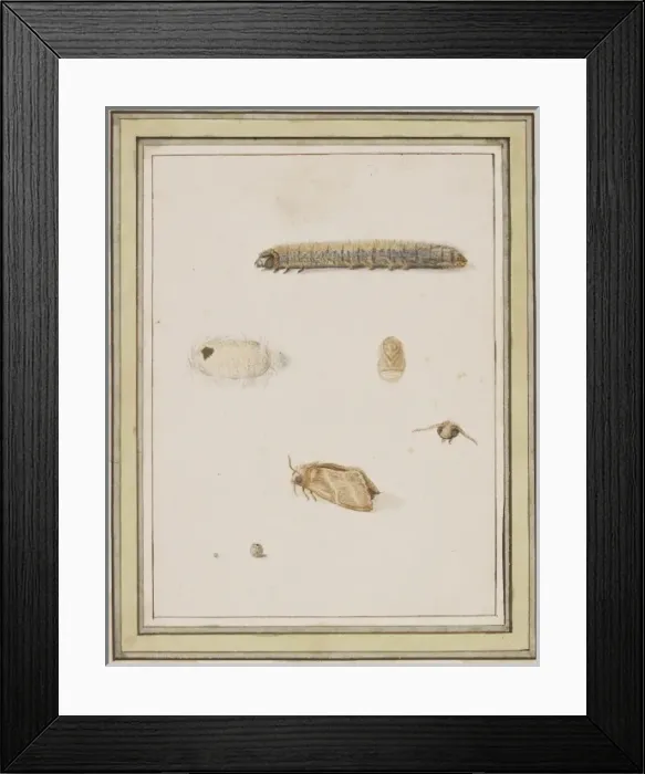 Framed Print : C Flegel. Illustration by C Flegel Framed Print : C Flegel. Illustration by C Flegel