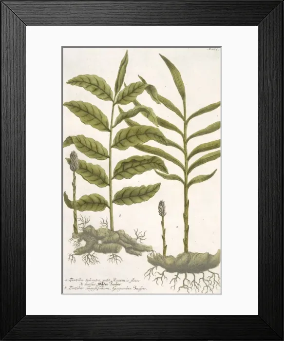 Framed Print : Zingiber sylvestre & Z. angustifolium, ginger Framed Print : Zingiber sylvestre & Z. angustifolium, ginger