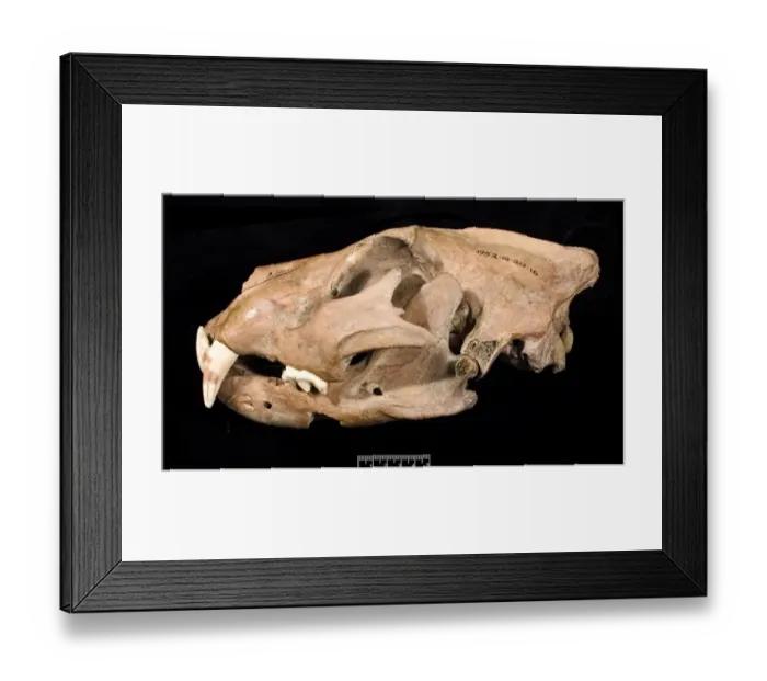 Framed Print : Lion skull with lower jaw viewed from left side Framed Print : Lion skull with lower jaw viewed from left side