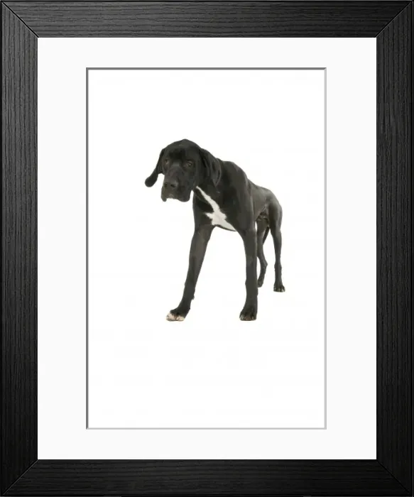 Framed Print : Great Dane Framed Print : Great Dane