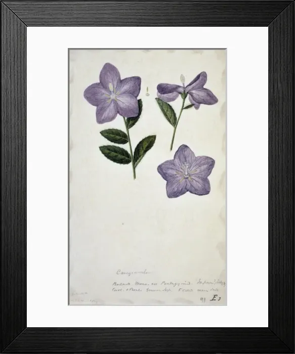 Framed Print : Campanula sp. bellflower Framed Print : Campanula sp. bellflower