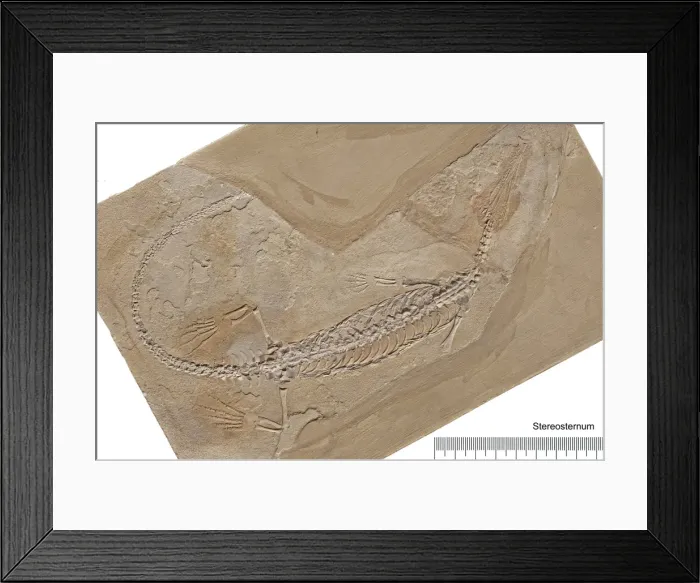 Framed Print : Stereosternum Framed Print : Stereosternum