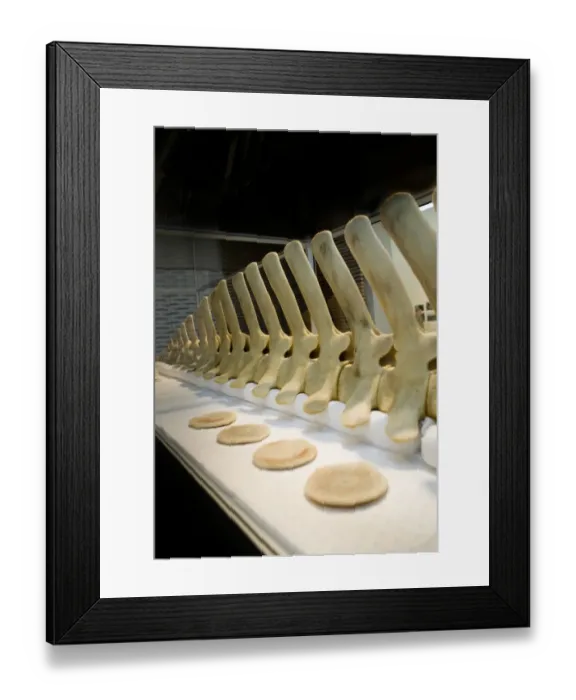 Framed Print : Hyperoodon ampullatus, northern bottlenose whale Framed Print : Hyperoodon ampullatus, northern bottlenose whale