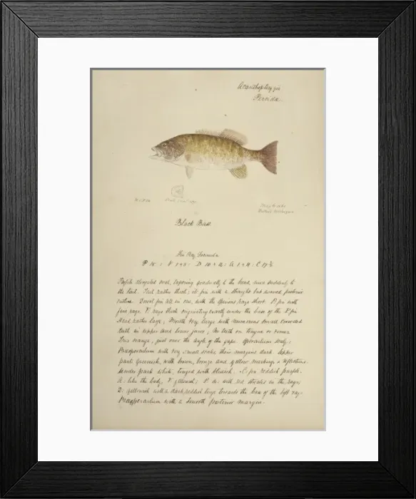 Framed Print : Black bass Framed Print : Black bass