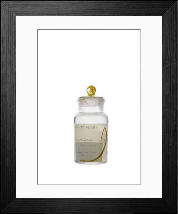 Framed Print : Syngnathus acicularis, deep-bodied pipefish Framed Print : Syngnathus acicularis, deep-bodied pipefish