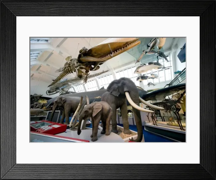 Framed Print : Mammal and Whale Gallery Framed Print : Mammal and Whale Gallery