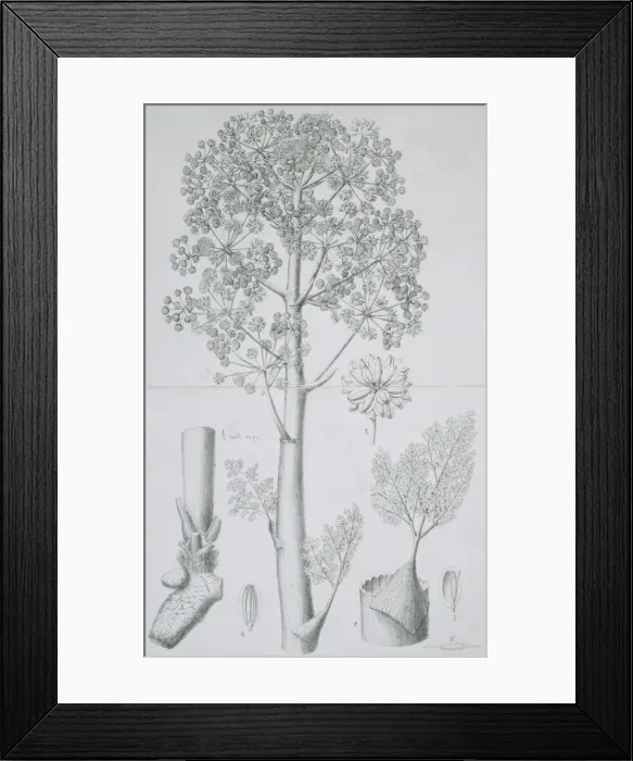 Framed Print : Ferula galbaniflua, galbanum Framed Print : Ferula galbaniflua, galbanum