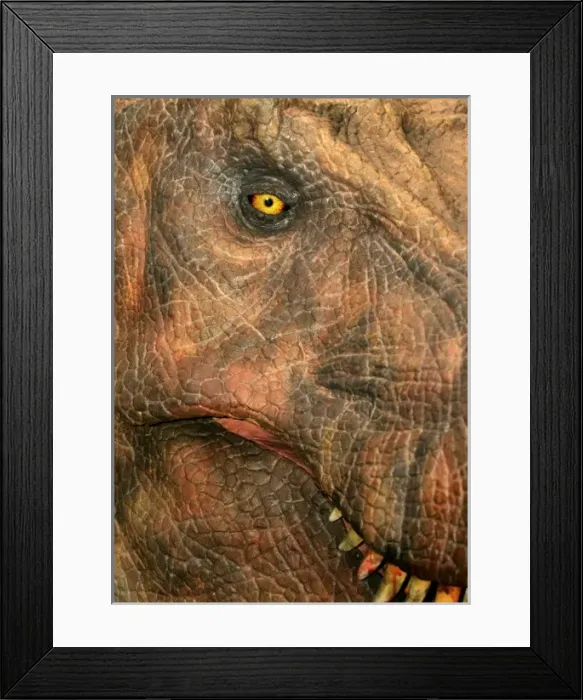 Framed Print : Tyrannosaurus rex Framed Print : Tyrannosaurus rex