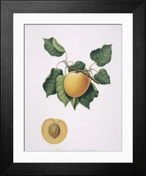 Framed Print : Prunus armenicaca, apricot Framed Print : Prunus armenicaca, apricot