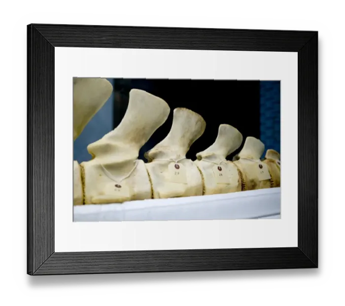 Framed Print : Hyperoodon ampullatus, northern bottlenose whale Framed Print : Hyperoodon ampullatus, northern bottlenose whale
