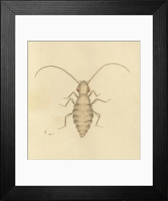 Framed Print : English Insects illustration by James Barbut Framed Print : English Insects illustration by James Barbut