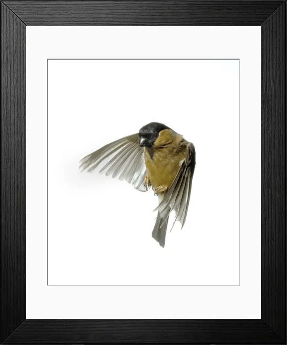 Framed Print : Pyrrhula pyrrhula, bullfinch Framed Print : Pyrrhula pyrrhula, bullfinch