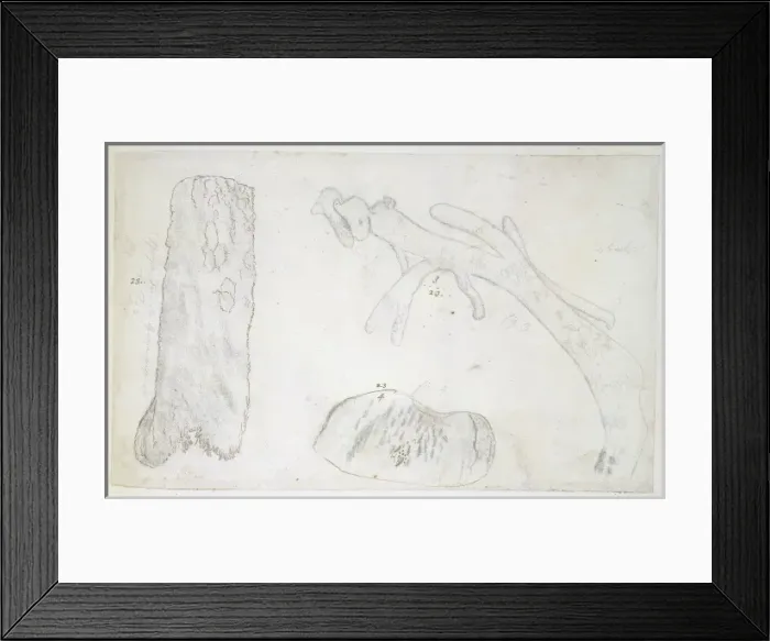Framed Print : Drawing labelled Coral