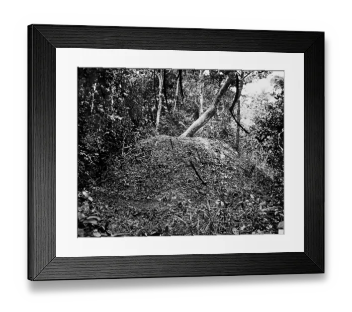 Framed Print : Nest of Megapodins, Cape York Framed Print : Nest of Megapodins, Cape York
