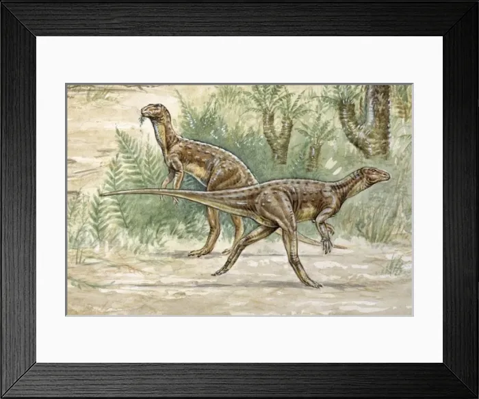 Framed Print : Hypsilophodon Framed Print : Hypsilophodon