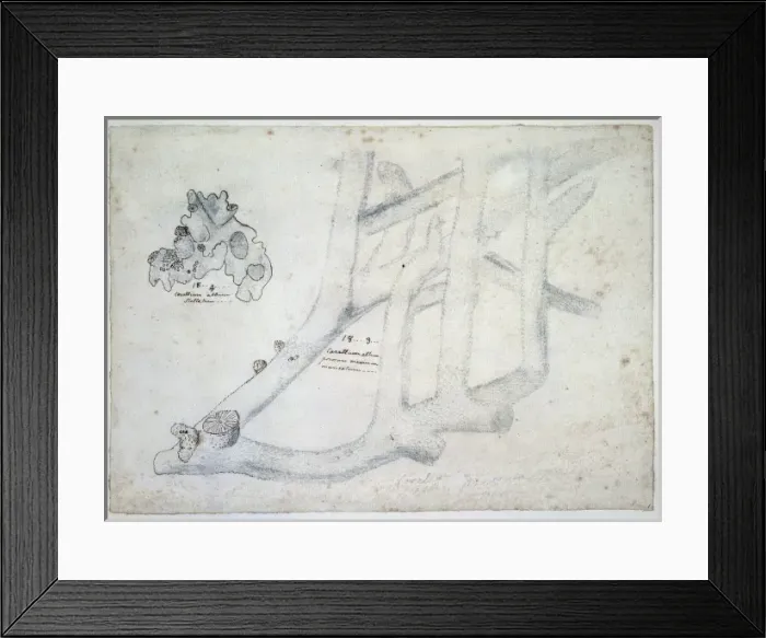 Framed Print : Drawing labelled Coral Framed Print : Drawing labelled Coral