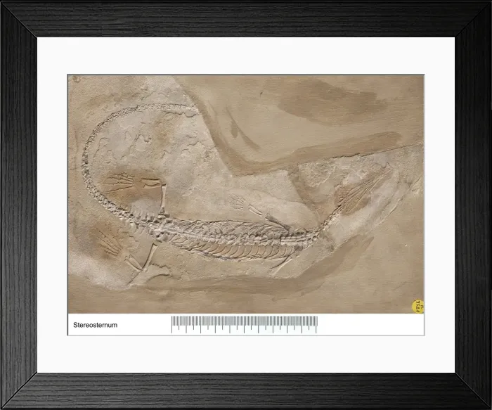 Framed Print : Stereosternum Framed Print : Stereosternum